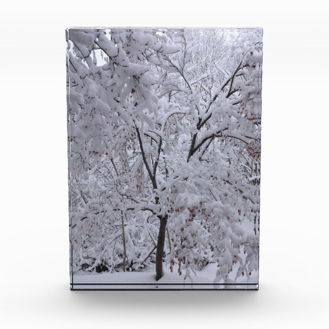 Bloc Photo Arbres à neige (Devant)