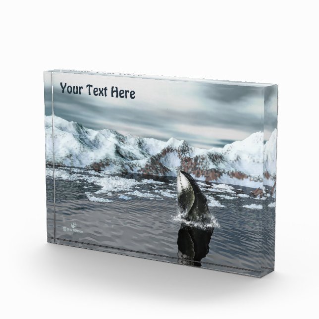 Bloc Photo Baleine boréale (Droite)