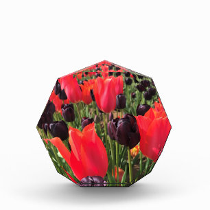 Bloc Photo Ballerina & Reine des Tulipes de la Nuit