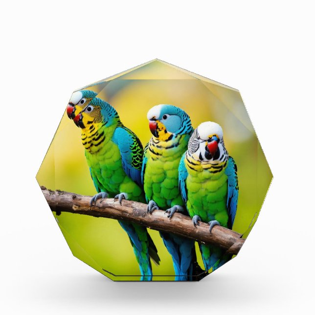 Bloc Photo Bbocs photo (Devant)