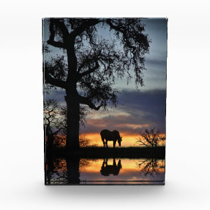 Bloc Photo Beau cheval et étang au coucher du soleil
