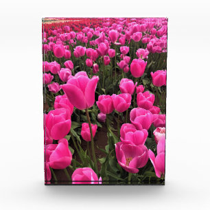 Bloc Photo Beautiful Rose Tulips, Oregon