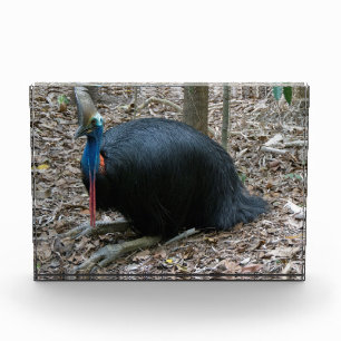 Bloc Photo Bel oiseau rare mis en danger Australie de casoar