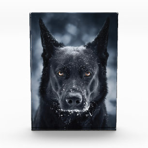 Bloc Photo Black German Shepherd