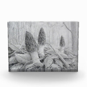 Bloc photo Black Morel Mushroom
