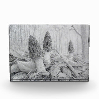 Bloc photo Black Morel Mushroom