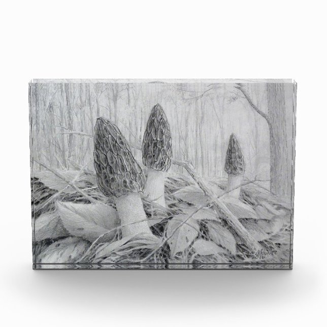 Bloc photo Black Morel Mushroom (Devant)
