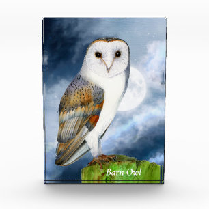 Bloc Photo Boue d'Amérique Oiseau Aquarelle Peinture Bloc pho