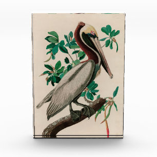 Bloc Photo Brown Pelican Birds of America Audubon Imprimer