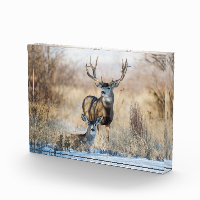 Bloc Photo Buck Couple | Mule Deer (Droite)