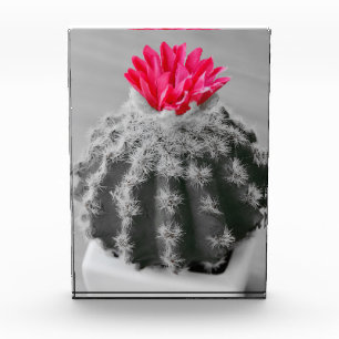Bloc Photo Cactus Plante noir blanc photo avec Fleur rose