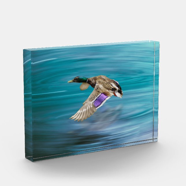Bloc Photo Canard de Majard volant (Gauche)