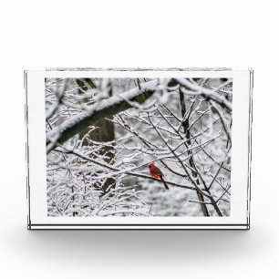 Bloc Photo Cardinal dans les bois de neige