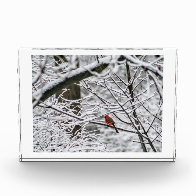 Bloc Photo Cardinal dans les bois de neige (Devant)