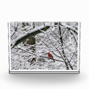 Bloc Photo Cardinal dans un arbre neigeux