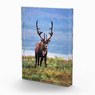 Bloc Photo Caribou ou Renne Parc national de Denali, Alaska