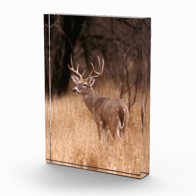 Bloc Photo Cerf à queue blanche | Choke Canyon State Park, TX (Droite)