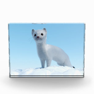 Bloc Photo Charme de la belette arctique