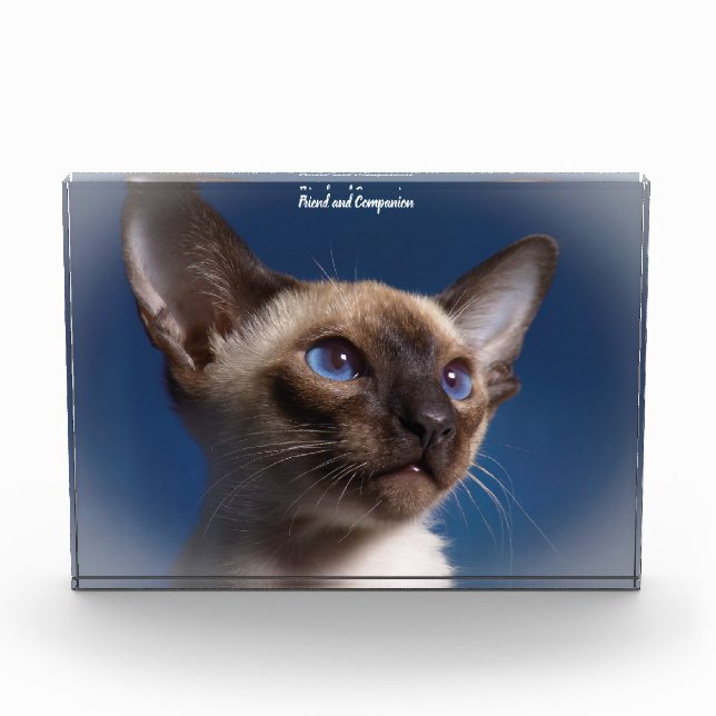 Bloc Photo Chat de Siamese (Devant)
