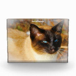 Bloc Photo Chat de Siamese