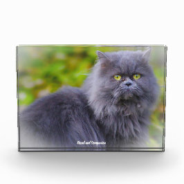 Bloc Photo Chat perse