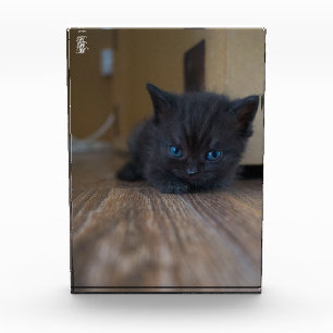 Bloc Photo Chaton noir