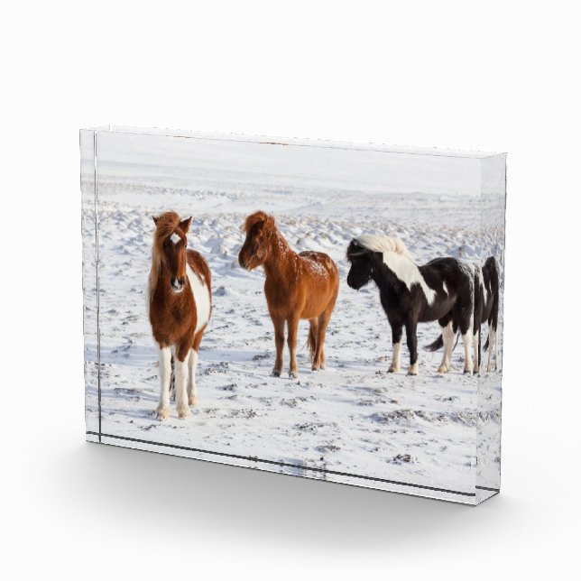 Bloc Photo Cheval islandais avec manteau d'hiver typique (Droite)