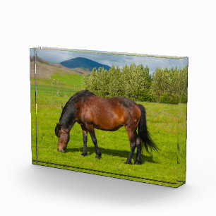 Bloc Photo Cheval islandais de Mossfellsbaer