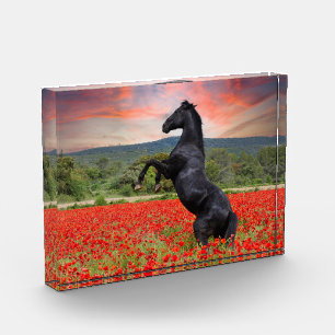 Bloc Photo Cheval Noir Dans Le Champ De Pavot