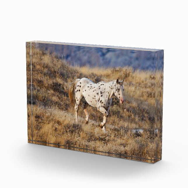 Bloc Photo Cheval Parcourir les collines Pittoresques de la G (Droite)