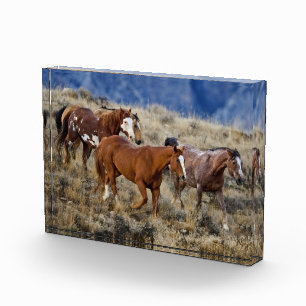 Bloc Photo Chevaux errant dans les collines