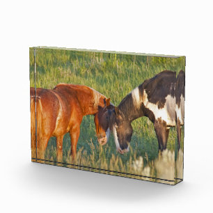 Bloc Photo Chevaux sauvages au parc national Theodore Rooseve