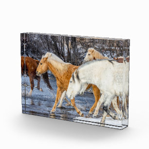 Bloc Photo Chevaux traversant le ruisseau