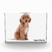 Chien Cockapoo.