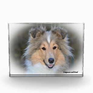 Bloc Photo Chien de berger des Shetland.