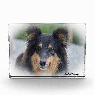 Bloc Photo Chien de berger des Shetland.