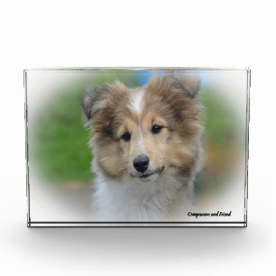 Bloc Photo Chien de berger des Shetland.