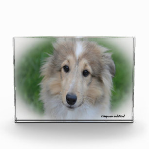 Bloc Photo Chien de berger des Shetland.