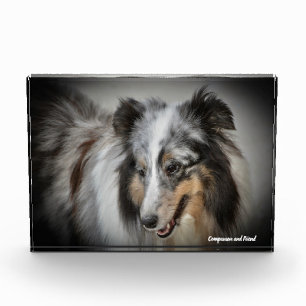 Bloc Photo Chien de berger des Shetland.