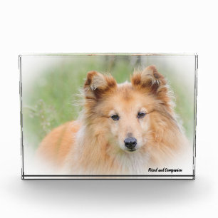 Bloc Photo Chien de berger des Shetland.