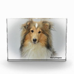 Bloc Photo Chien de berger des Shetland.