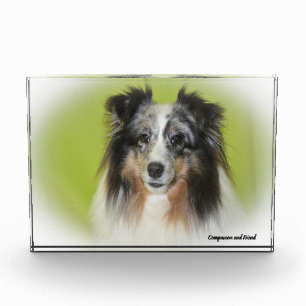 Bloc Photo Chien de berger des Shetland.