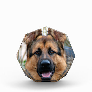 Bloc Photo Chien de police