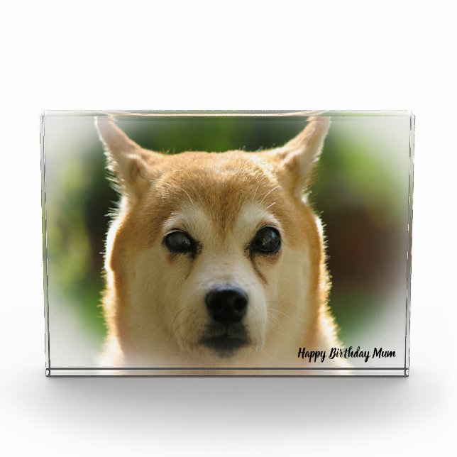 Bloc Photo Chien de Shiba Inu. (Devant)