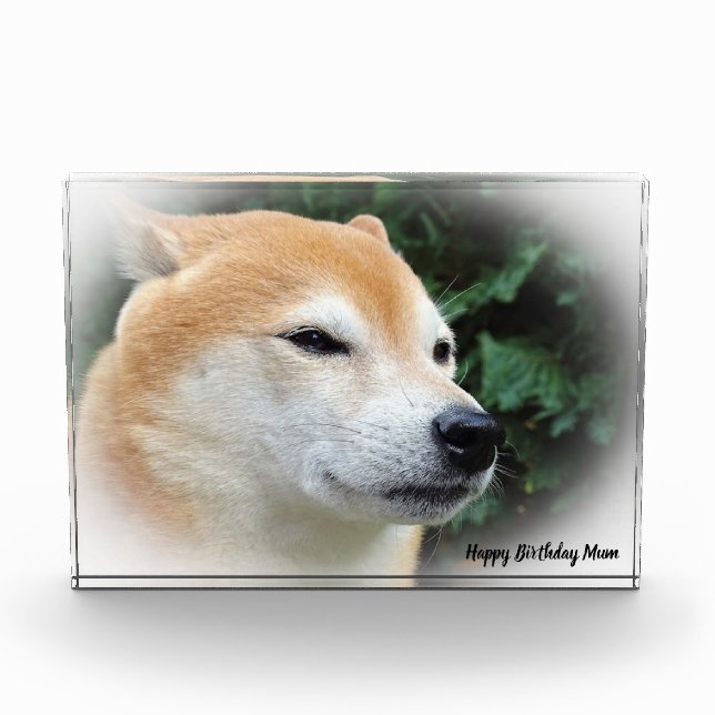 Bloc Photo Chien de Shiba Inu. (Devant)