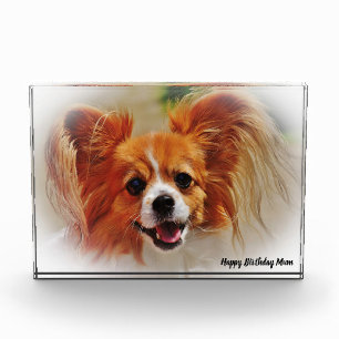 Bloc Photo Chihuahua Dog.