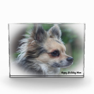 Bloc Photo Chihuahua Dog.
