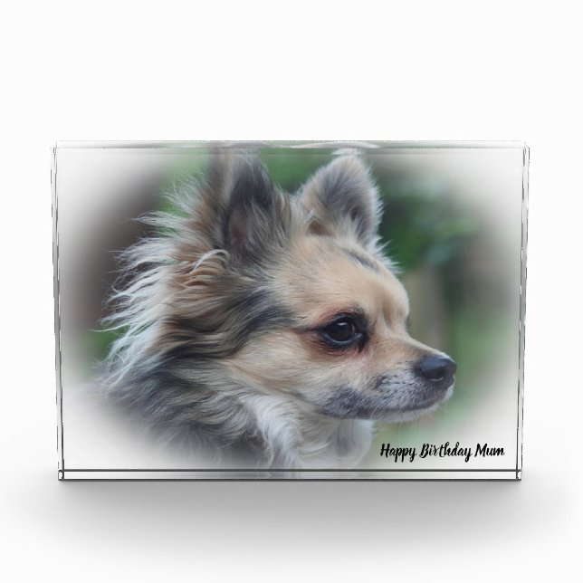 Bloc Photo Chihuahua Dog. (Devant)