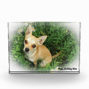 Bloc Photo Chihuahua Dog.