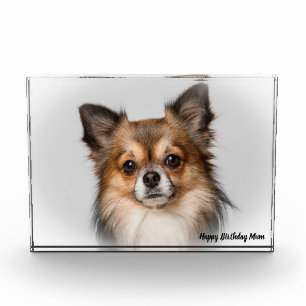 Bloc Photo Chihuahua Dog.